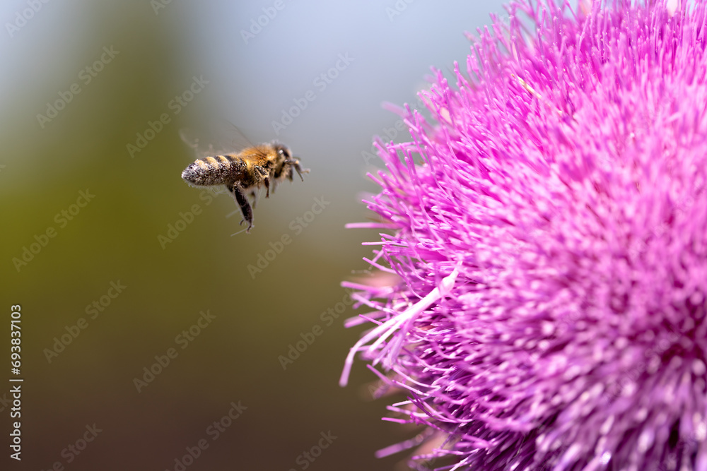 Blessed milk thistle pink flowers in field. Silybum marianum plant. St. Mary's thistle bloom pink. Close-up bee collecting pollen on purple thistle flower. Large purple wildflower with bee diving into Blessed milk thistle pink flowers in field. Silybum marianum plant. St. Mary's thistle bloom pink. Close-up bee collecting pollen on purple thistle flower. Large purple wildflower with bee diving into