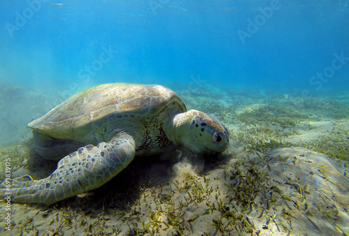 Fototapeta Naklejka Na Ścianę i Meble -  Sea turtle eats underwater on the seabed of the ocean. Sea turtle underwater scene and closeup. Green giant sea turtle near Marsa Alam , Egypt. Shot taken with GoPro.