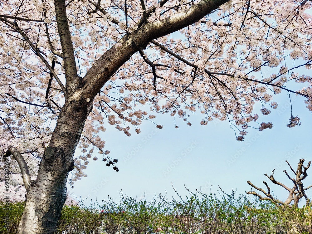 Fototapeta premium 満開の桜の木と青空