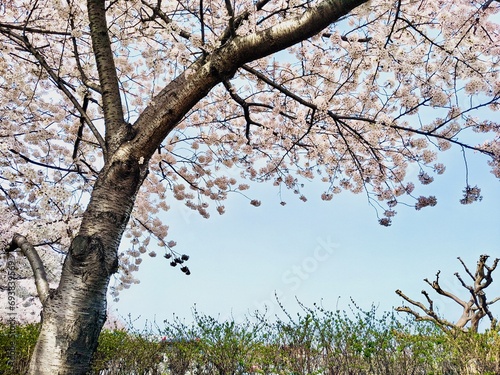 満開の桜の木と青空
