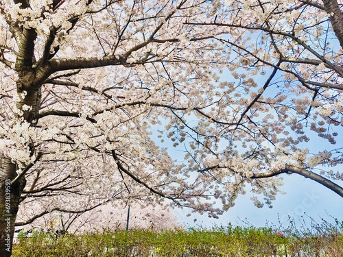 満開の桜の木と青空