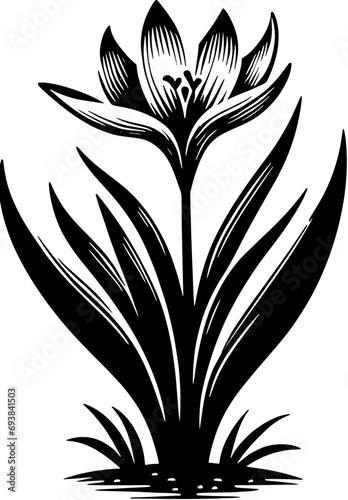 Colchicaceae plant icon 11