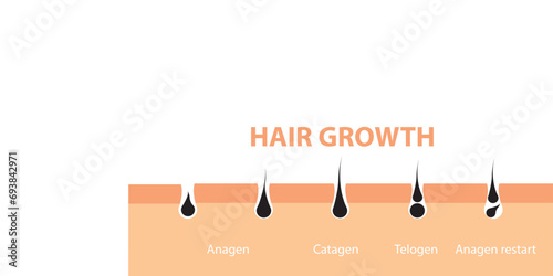 Hair growth cycle skin. Follicle anatomy anagen phase, hair growth diagram illustration.