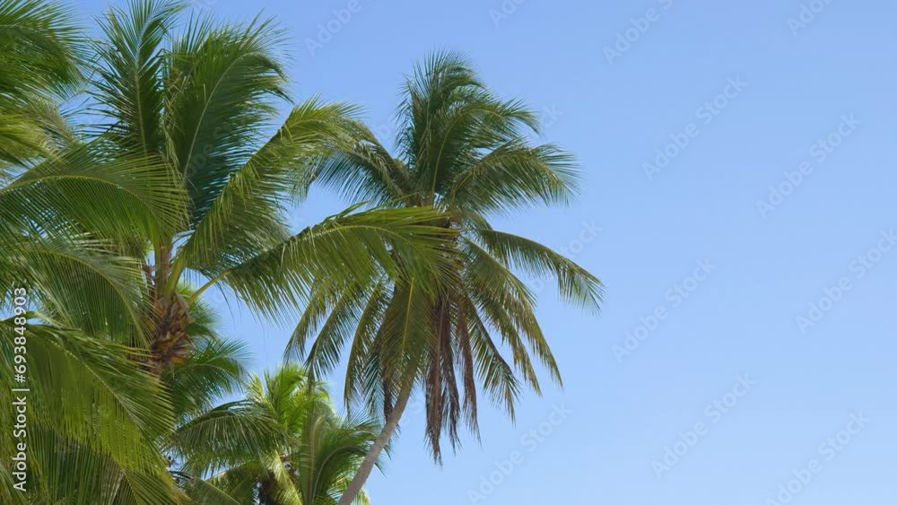 Green palm tree on blue sky background. View of palm trees against sky. Green palm tree on blue sky background. View of palm trees against sky.