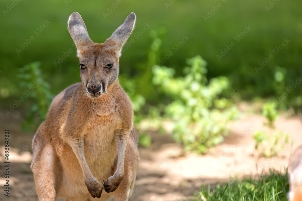 Kangaroo in a clearing, a portrait Kangaroo in a clearing, a portrait