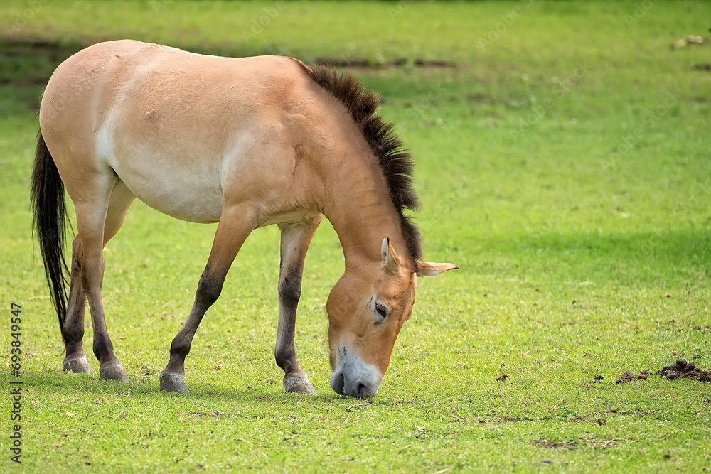 Fototapeta premium Przewalski's horse in a clearing 