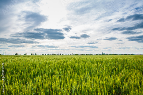 Beautiful landscape with green wheat field and clouds