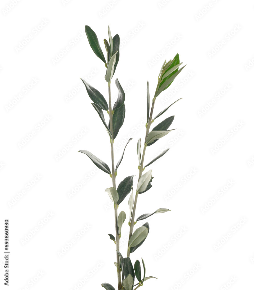 Fototapeta premium Olive tree, twigs with green leaves isolated on white, clipping path