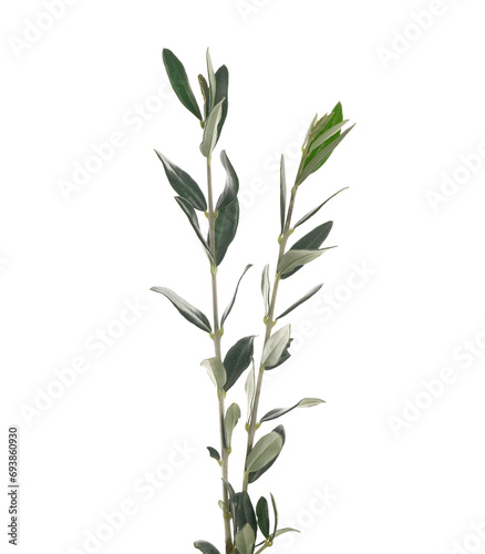 Olive tree  twigs with green leaves isolated on white  clipping path