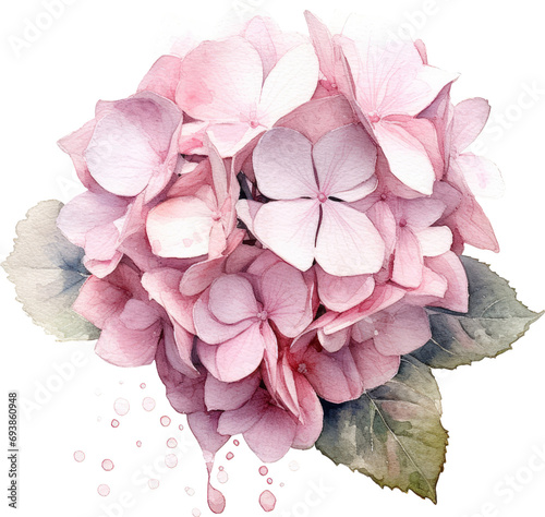 pink hydrangea flower isolated