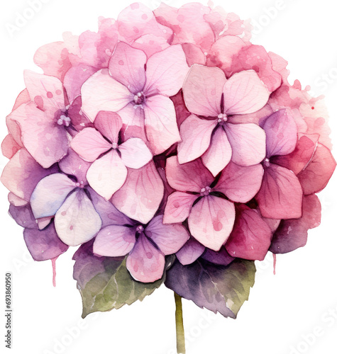 pink hydrangea flower isolated