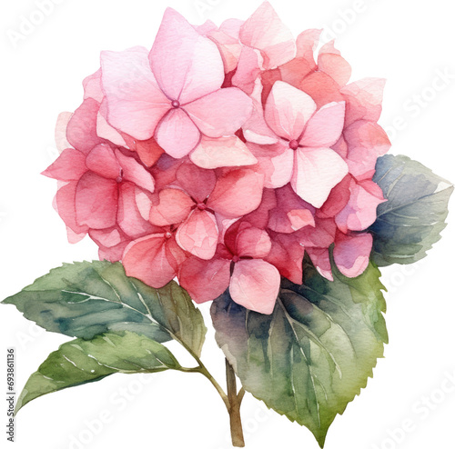 pink hydrangea flower isolated