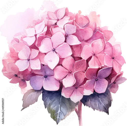 pink hydrangea flower isolated