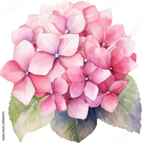 pink hydrangea flower isolated