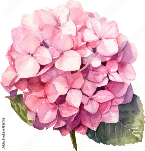pink hydrangea flower isolated