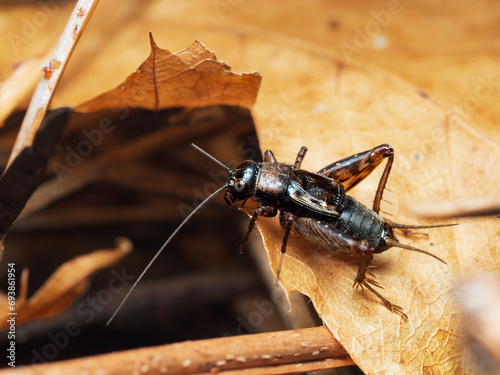 Teleogryllus oceanicus photo