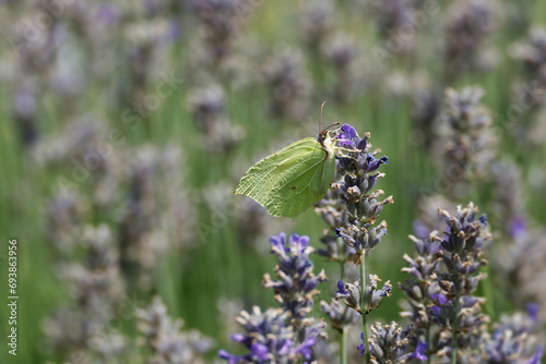 Common brimstone butterfly (Gonepteryx rhamni) sitting on lavender in Zurich, Switzerland © Janine
