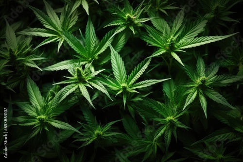 Blooming cannabis plant, medical marijuana. Concept of herbal alternative medicine.