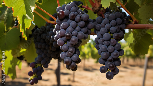Single bunch of Shiraz grapes on vine. generative ai