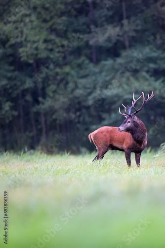 Red deer in the forest 