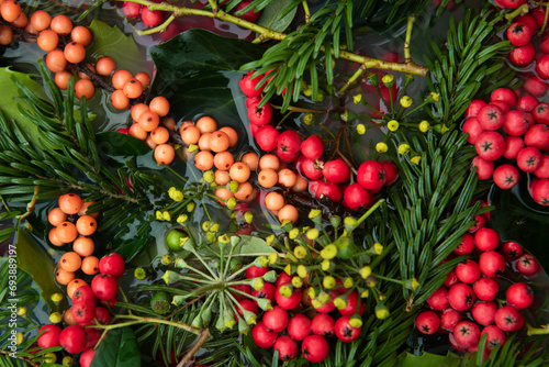 abstract background of red berries, hedera and christmas pine tree braches