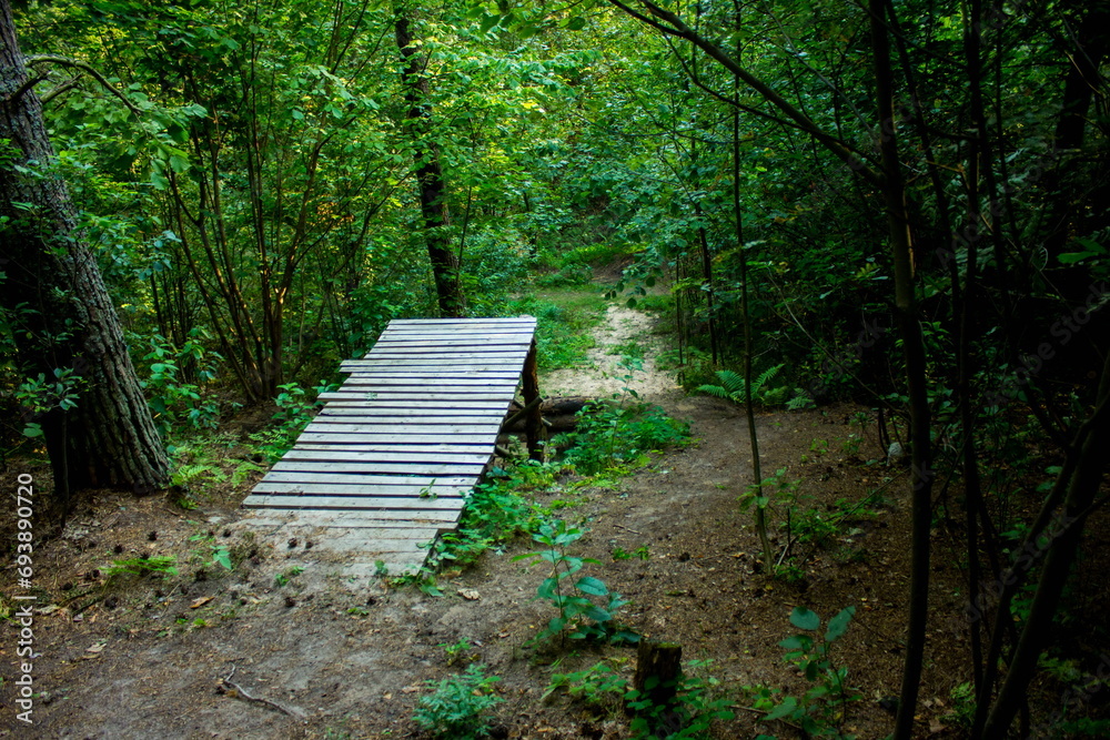 path in the forest