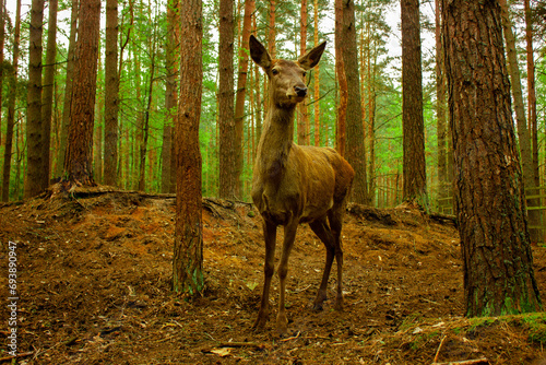 deer in the forest © Дмитрий Маркович
