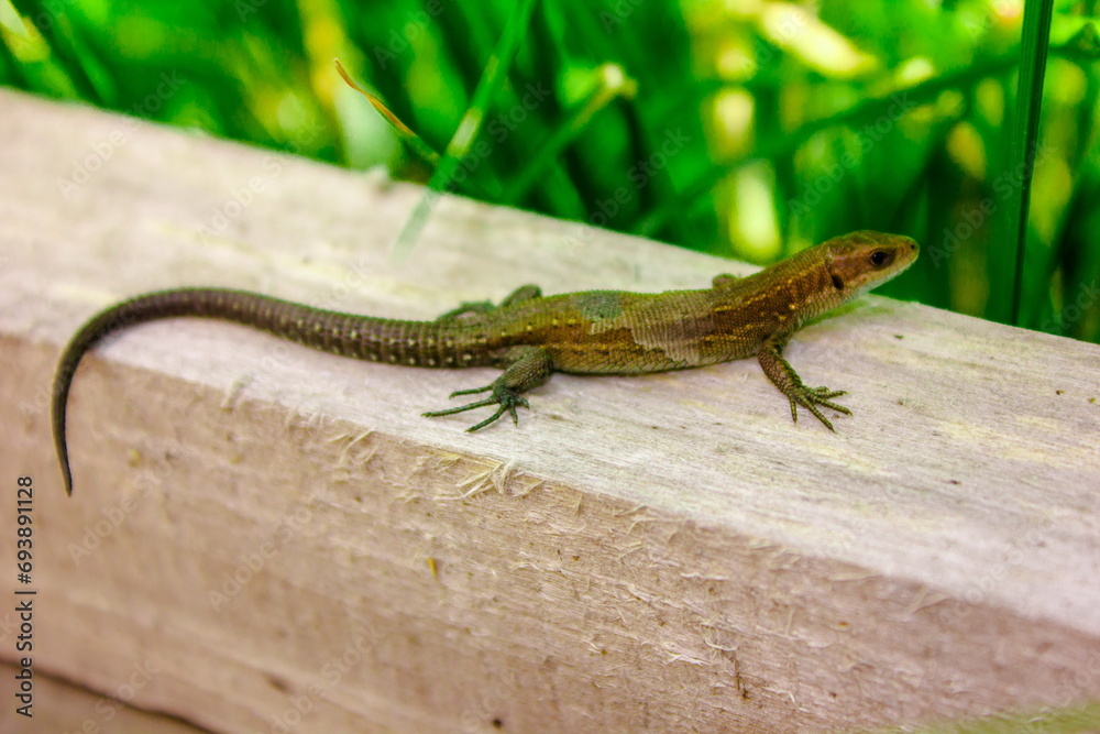 Naklejka premium lizard on the stone