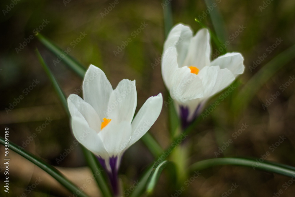 white crocus flowers white crocus flowers