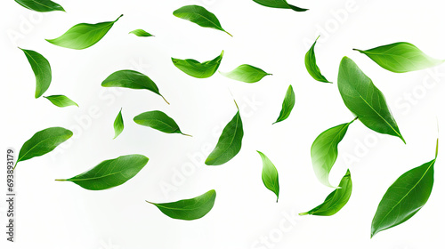 green leaves isolated on white, Green leaves movement falling flow 