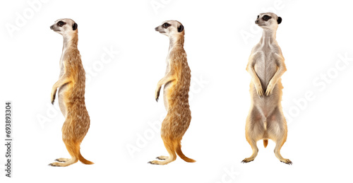 the meerkat in different positions looking like human on the white background