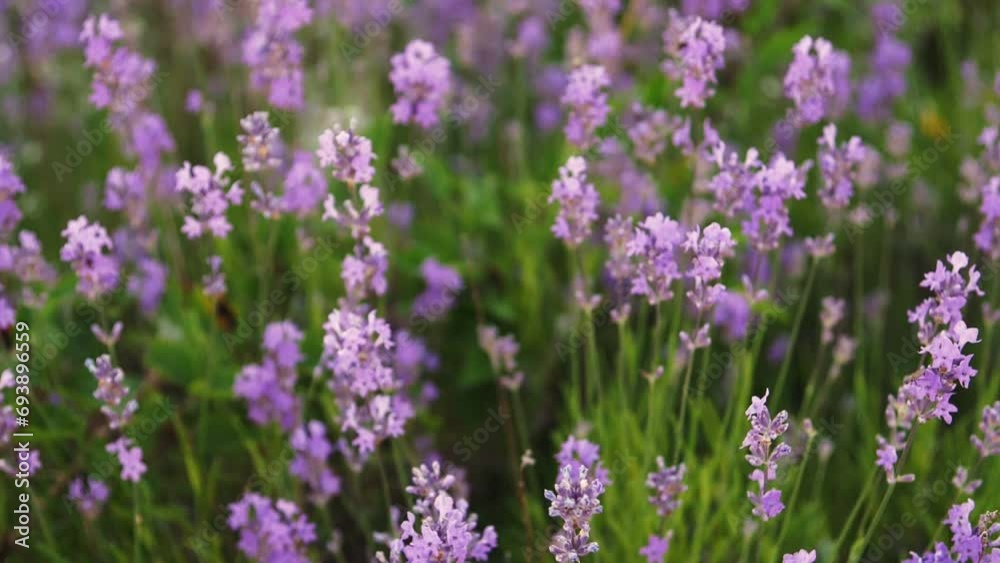 The camera moves over a lavender bush. Flowers close up in the sun. Summer landscape in lilac tones. French motives. Slow motion The camera moves over a lavender bush. Flowers close up in the sun. Summer landscape in lilac tones. French motives. Slow motion