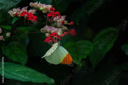 The world of butterflies in tropical plants