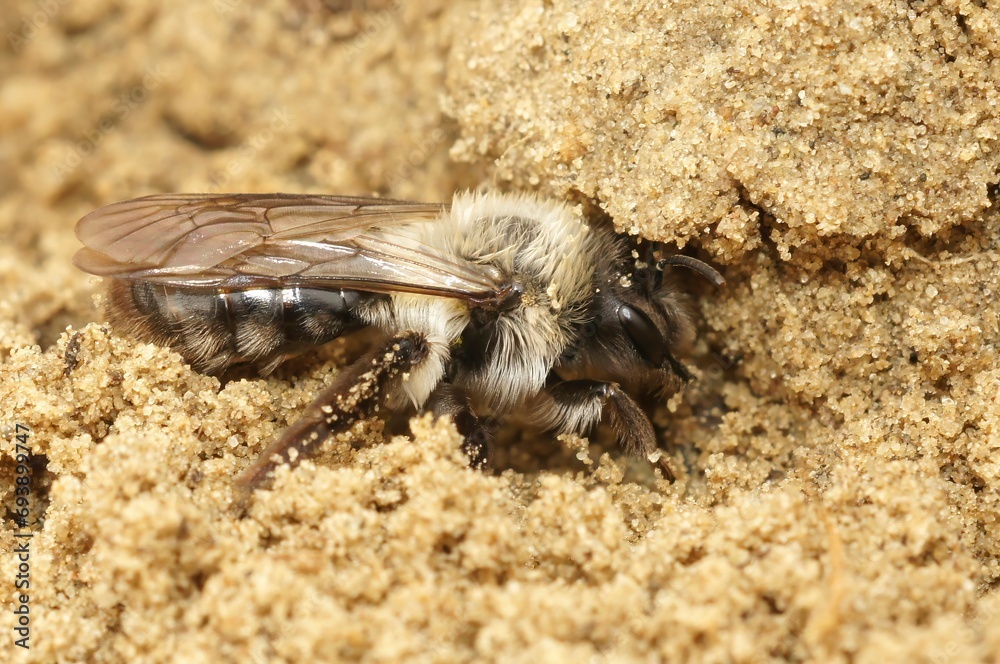 Closeup on a female Grey-backed mining bee, Andrena vaga on sandy soil Closeup on a female Grey-backed mining bee, Andrena vaga on sandy soil