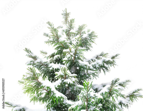 Tannenbaum mit schnee isoliert auf weißem Hintergrund freisteller  © oxie99