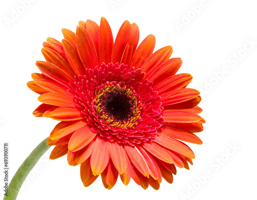 Gerbera blume isoliert auf weißem Hintergrund, Freisteller