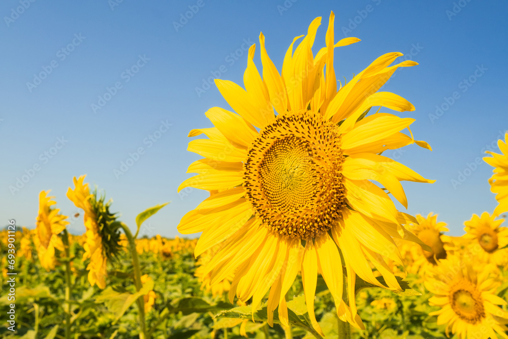 Sunflower blooming in morning on blue sky background. Close-up of sunflower. Sunflower blooming in morning on blue sky background. Close-up of sunflower.