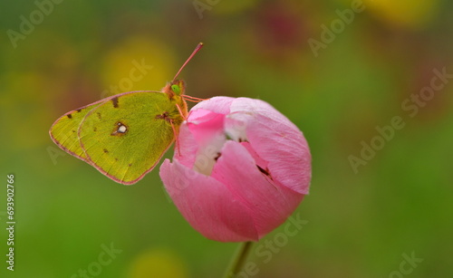 Colias croceus   970 photo