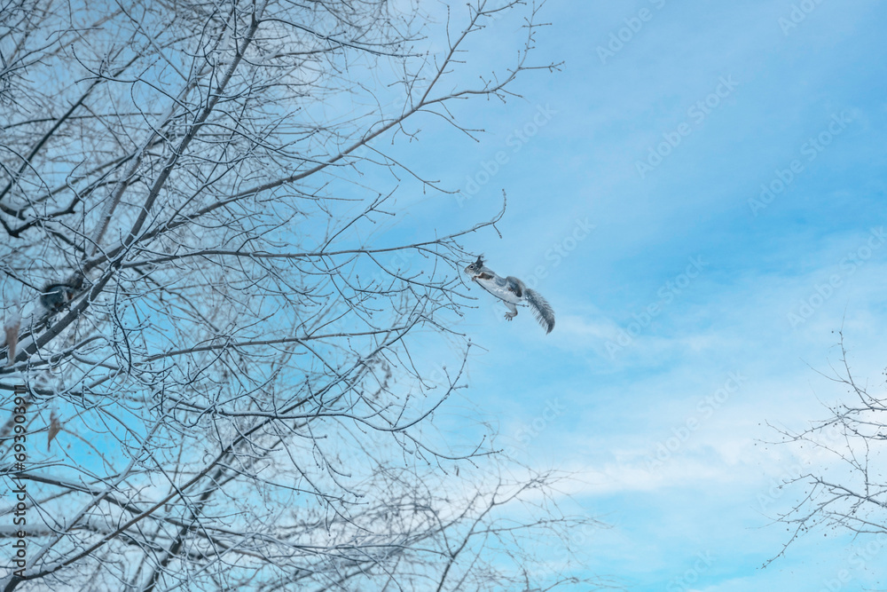 Obraz premium A squirrel jumps from one tree to another in winter. winter, gray squirrel, jump