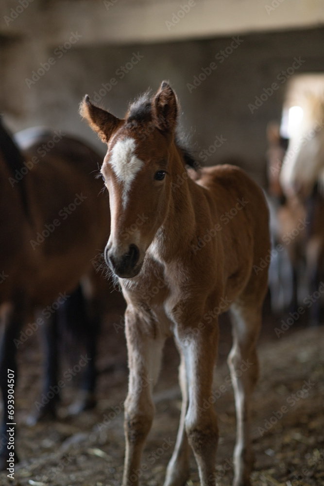 Obraz premium A beautiful thoroughbred horse stands in a dark stable on a farm.