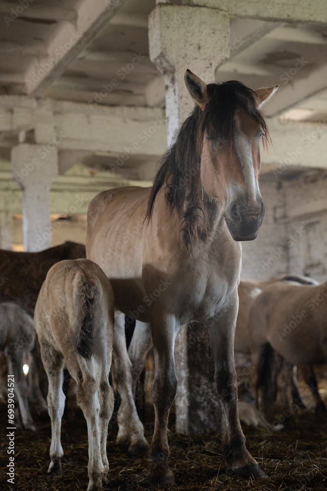 Obraz premium A beautiful thoroughbred horse stands in a dark stable on a farm.