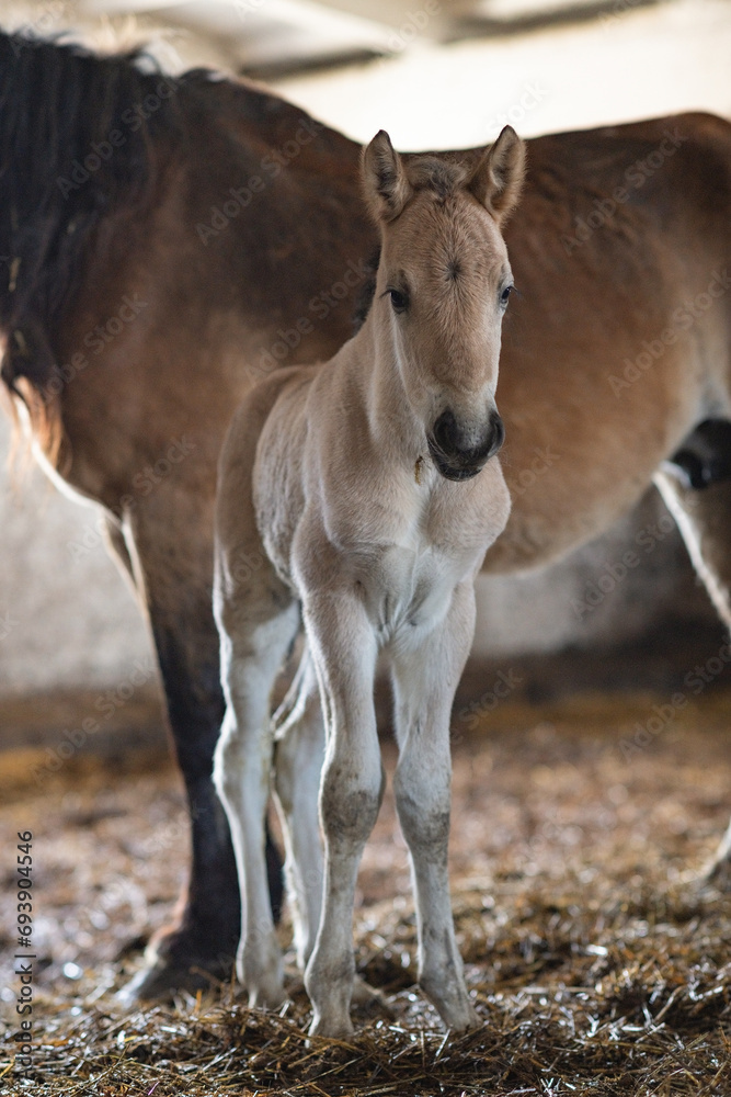 A beautiful thoroughbred horse stands in a dark stable on a farm. A beautiful thoroughbred horse stands in a dark stable on a farm.