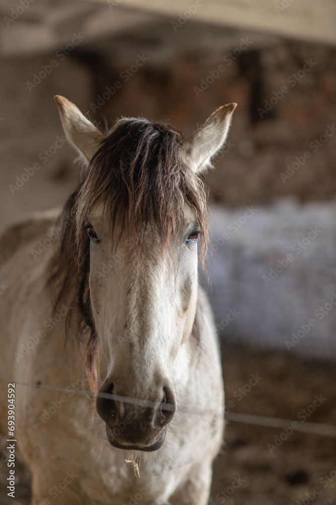 Obraz premium A beautiful thoroughbred horse stands in a dark stable on a farm.
