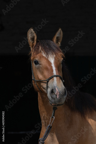 A beautiful thoroughbred horse stands in a dark stable on a farm. © shymar27