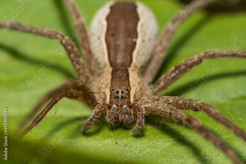 Nursery Web Spider - Pisaurina mira