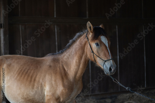 A beautiful thoroughbred horse stands in a dark stable on a farm.