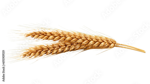 An ear of wheat isolated on transparent or white background