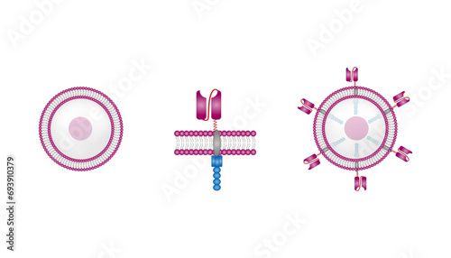 T-cell and Chimeric antigen receptor T cell ,CAR T cell, for use in immunotherapy. chemotherapy. vector illustration.	
 photo