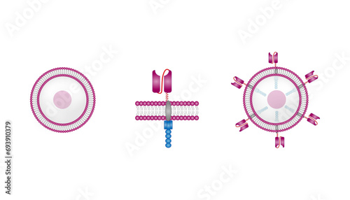 T-cell and Chimeric antigen receptor T cell ,CAR T cell, for use in immunotherapy. chemotherapy. vector illustration.	
