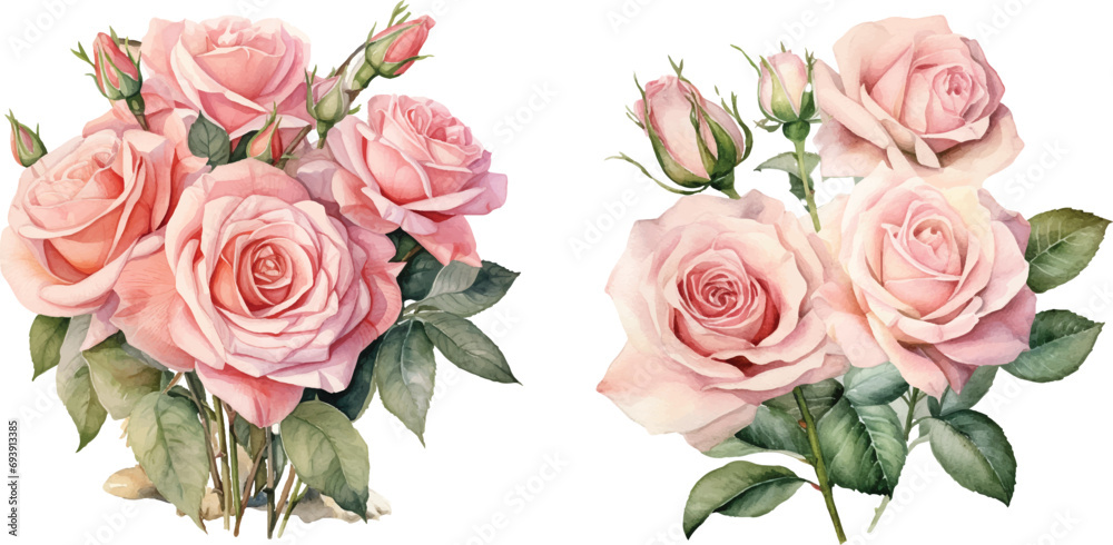 watercolor of rose